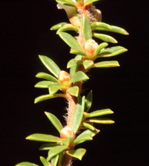 Taxandria parviceps