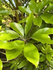Magnoliopsida