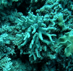 Porites cylindrica