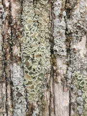Lecanora varia
