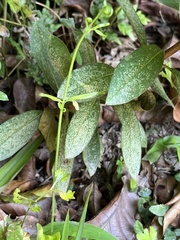 Tracheophyta
