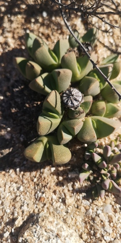 Cheiridopsis excavata