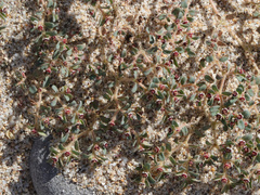 Euphorbia polycarpa polycarpa