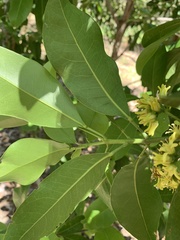 Acronychia imperforata