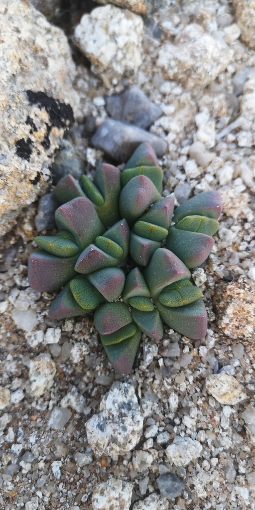 Cheiridopsis vanbredai L. Bolus