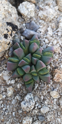 Cheiridopsis excavata
