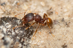 Pheidole longiceps doddi