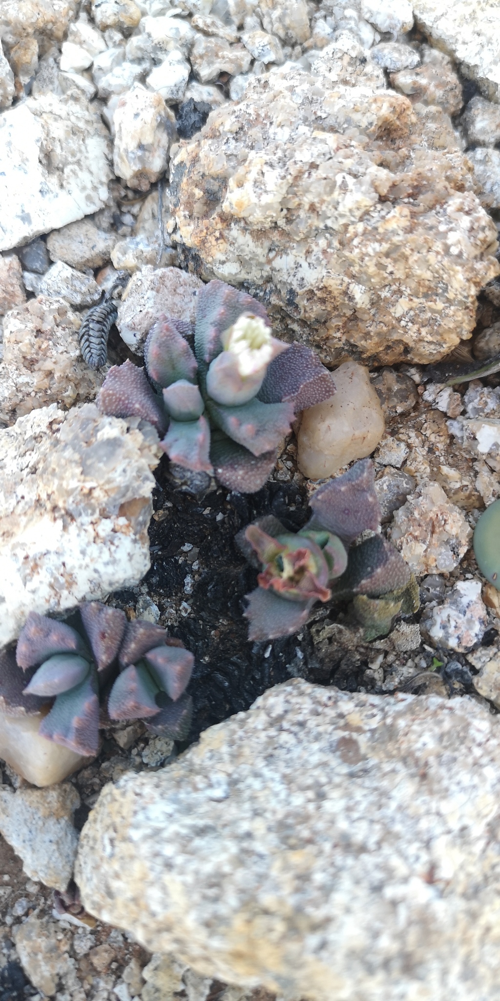 Stomatium niveum L. Bolus