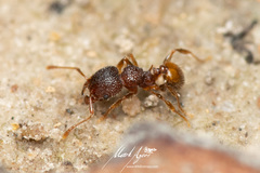 Pheidole longiceps doddi