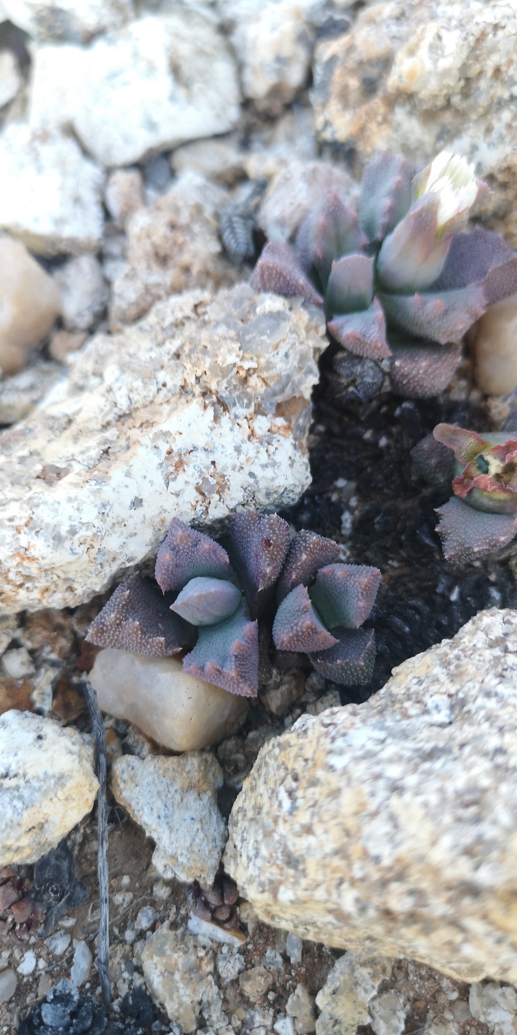Stomatium niveum L. Bolus 2