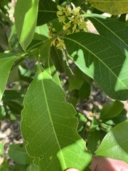 Acronychia imperforata