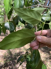 Psydrax lamprophylla