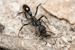 Leptogenys sjostedti