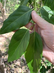 Psydrax lamprophylla