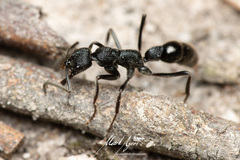 Leptogenys sjostedti