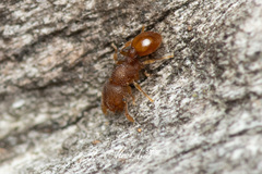 Mayriella spinosior