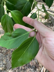 Psydrax lamprophylla