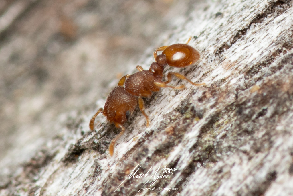 Mayriella spinosior