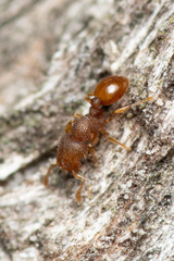 Mayriella spinosior