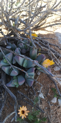 Cheiridopsis excavata