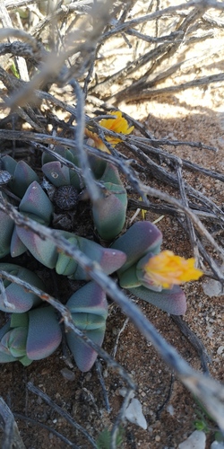 Cheiridopsis excavata