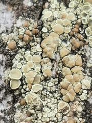 Lecanora varia