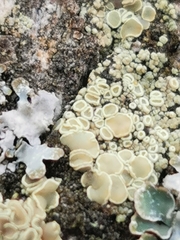 Lecanora varia
