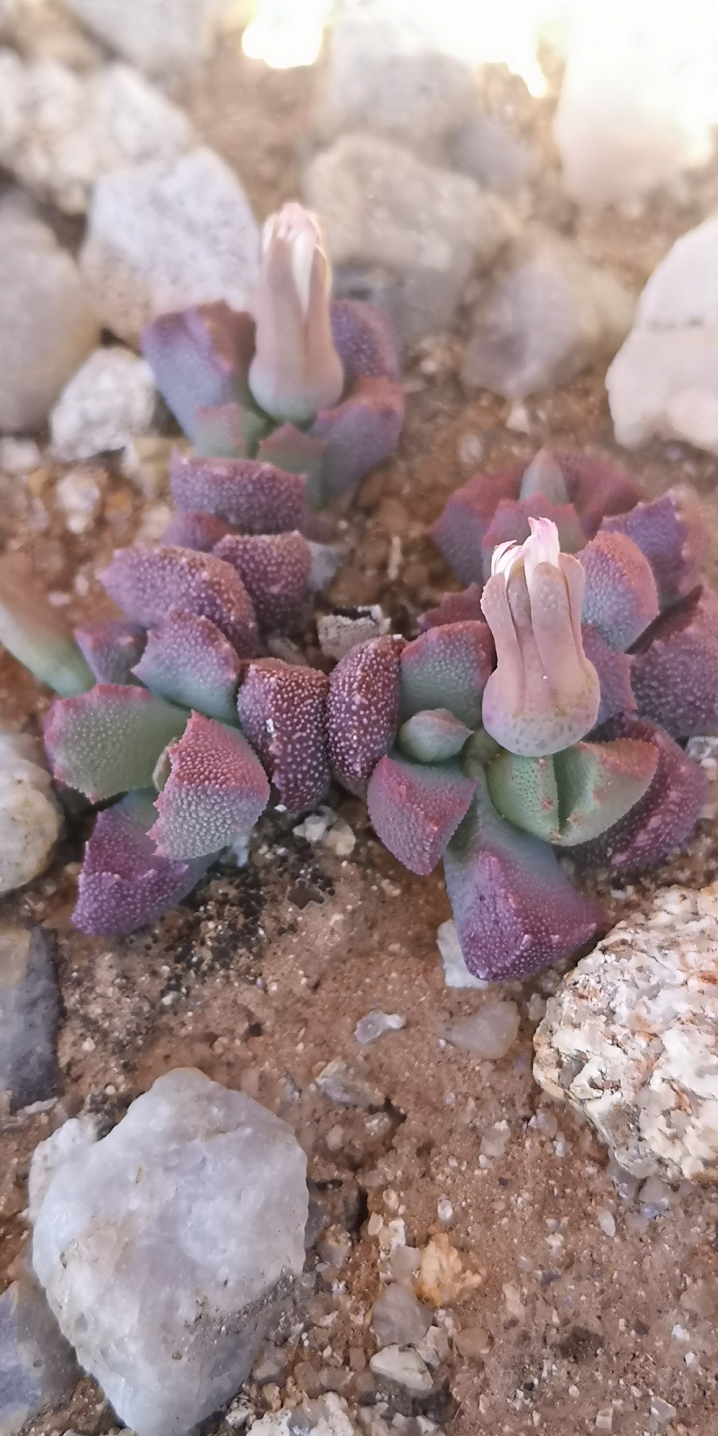 Stomatium niveum L. Bolus 3