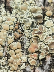 Lecanora varia