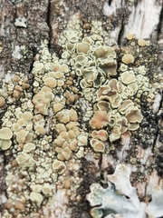 Lecanora varia