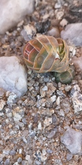 Crassula barklyi