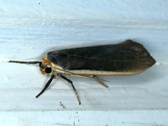 Palaeosia bicosta