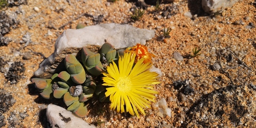 Cheiridopsis excavata