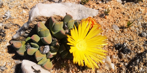 Cheiridopsis excavata