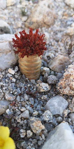 Crassula barklyi