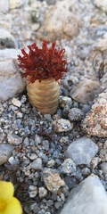 Crassula barklyi