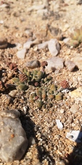Crassula namaquensis