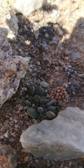 Crassula namaquensis