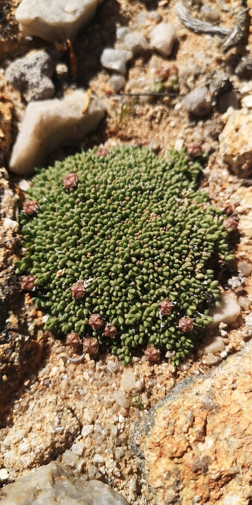 Antimima lodewykii, Namakwa, ZA-NC, ZA