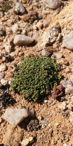 Antimima lodewykii