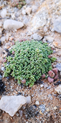 Antimima lodewykii