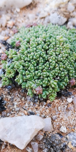 Antimima lodewykii