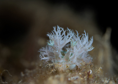 Marionia viridescens