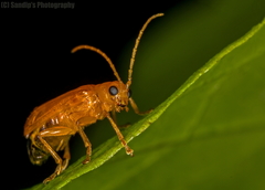 Coleoptera
