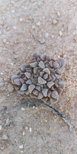Titanopsis primosii