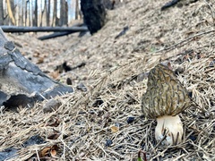 Morchella eximia