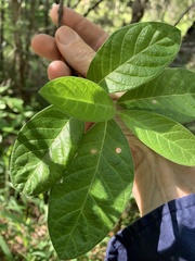 Psychotria daphnoides