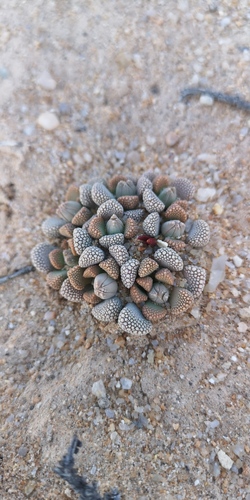 Titanopsis primosii