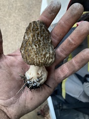Morchella eximia
