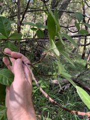 Psychotria daphnoides